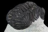 Bargain, Morocops Trilobite - Visible Eye Facets #120084-5